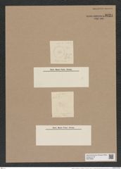 Lysigonium muniliforme var.. hispidum D.T. (de-Toni-Nr.: Genus 211, Species 5298) Zeichnungen Sammlung Grunow Nr. 9124 (NHMW-BOT-W0378893)